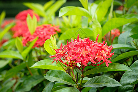 红色尖钉热带植物群叶子吉祥香味宏观崇拜花园香水类别图片