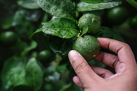 在有机组织中采摘新鲜绿色柠檬的农用手图片