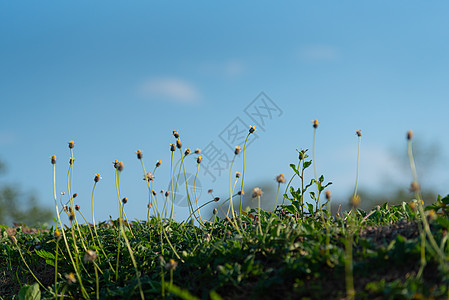 草花花草花生态天空草地花朵绿地森林公园绿色环境背景图片