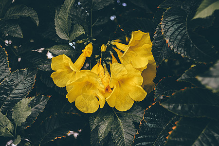 号角藤的黄花公园叶子衬套森林生长植物环境花瓣花园喇叭花图片