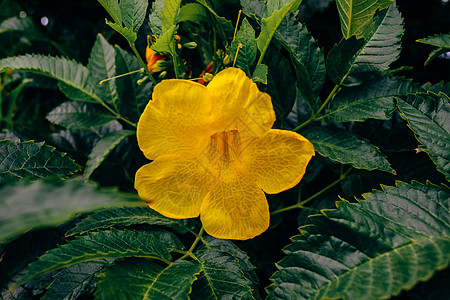 号角藤的黄花花园生长喇叭花喇叭绿色植物长老衬套叶子晴天植物图片