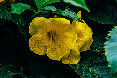 号角藤的黄花公园绿色植物喇叭花晴天森林花瓣植物衬套长老叶子图片