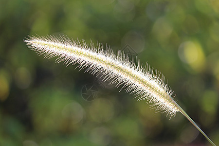 草花花种子白色植物草地花朵小麦花园荒野植物群宏观图片