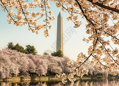 华盛顿古迹塔花上方白色直流电枝条潮汐粉色反思花朵盆地晴天蓝色图片