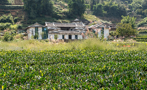 世界遗产地Tulou外的茶叶灌木客家人地标土楼历史性建筑历史茶丛建筑学村庄住宅图片