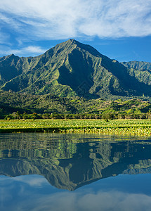 Kauai的Na Pali山叶架绿色蓝天旅行农场芋头热带植物爬坡农业叶子图片