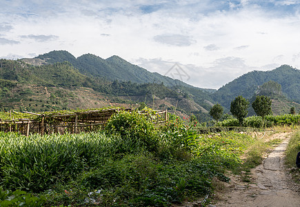 世界遗产地Tulou外的茶叶灌木树叶世界历史性历史村庄文化土楼住宅地球地标图片