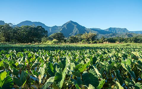 Kauai的Na Pali山叶架植物爬坡场地帕里反射叶子蓝天农业旅行农场图片