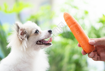 近身可爱的罗马小狗 快乐地看着胡萝卜动物损失午餐犬类白色橙子饮食蔬菜绿色食物图片