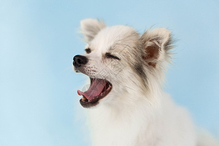 可爱的小小狗蛋白背黑锅打哈哈哈哈的近亲面孔动物白色舌头黑色浅蓝色工作室猎犬鼻子牙齿小狗图片