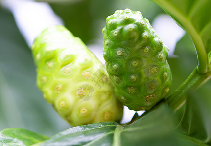 在树枝上切入新的creenifolia水果 选择营养绿色海棠草本植物热带药品种子食物叶子农业图片