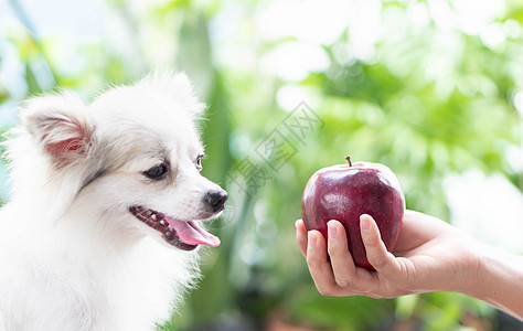 近身可爱的罗马小狗 看着红苹果和哈动物绿色红色哺乳动物水果宠物眼睛食物犬类白色图片