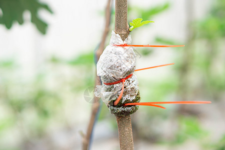 与自然黑地相连接的密接树枝农业叶子树木水果园艺植物技术果园裂缝插条图片