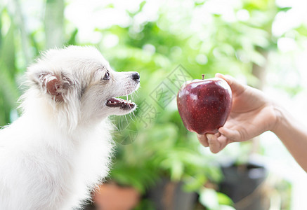 近身可爱的罗马小狗 看着红苹果和哈宠物眼睛白色水果犬类食物动物绿色哺乳动物红色图片