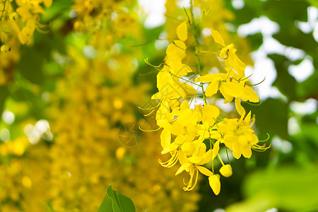 夏天在树枝上紧贴黄毛花 在夏季黄色季节植物绿色图片