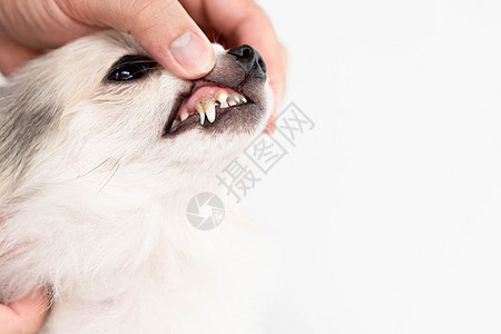 为宠物保健提供牙刷和宠物保健用牙刷来缝合清洁狗的牙齿牙科头发刷子兽医卫生犬类白色牙医小狗动物图片
