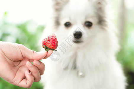 穿着红色草莓手牵着可爱的鸡毛狗幸福眼睛动物头发朋友犬类水果毛皮小狗白色图片