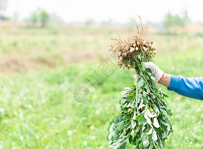 紧闭式园艺员拿着新鲜鲜生花生 满脸快乐的面孔农民蔬菜男人植物园丁微笑食物绿色场地收成图片