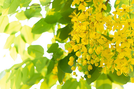 夏天在树枝上紧贴黄毛花 在夏季植物季节绿色黄色图片