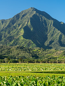 Kauai的Na Pali山叶架叶子绿色反射农业风景植物爬坡芋头农场蓝天图片