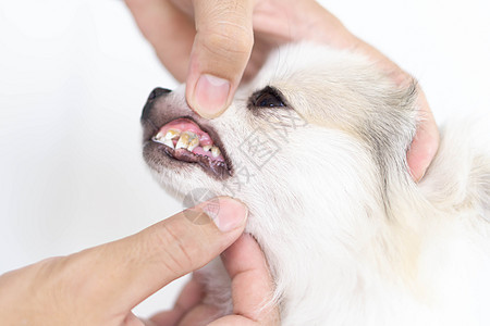 为宠物保健提供牙刷和宠物保健用牙刷来缝合清洁狗的牙齿牙医头发兽医动物犬类牙膏卫生白色刷子小狗图片