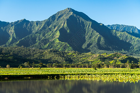 Kauai的Na Pali山叶架植物反射蓝天叶子旅行爬坡绿色风景热带场地图片