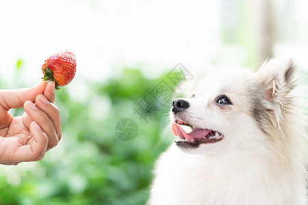 穿着红色草莓手牵着可爱的鸡毛狗头发小狗朋友幸福水果犬类眼睛毛皮哺乳动物白色图片