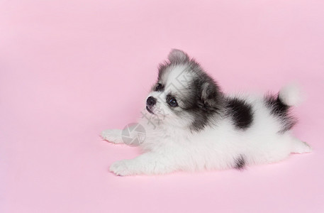 为宠物保健提供粉红背景的可爱婴儿食美犬棕色猎犬幼兽犬类粉色说谎冒充动物黄色橙子图片