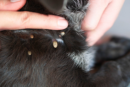 有选择性地在狗皮上 显示大滴答寄生虫的特紧手医疗昆虫身体黑色哺乳动物红色皮肤寄生虫跳蚤诊所图片