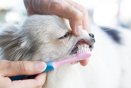 为宠物保健提供牙刷和宠物保健用牙刷来缝合清洁狗的牙齿卫生刷子牙医小狗白色犬类兽医牙膏牙科动物图片