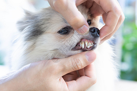 用塔塔 宠物保健假牙 紧闭小米色狗的牙齿动物医院牙科犬类诊所猎犬打扫牙医卫生检查图片