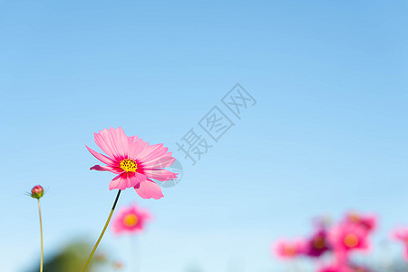 紧贴的美丽粉色宇宙花朵 蓝天空背景 S季节花园黄色农村场地白色植物学环境绿色植物图片