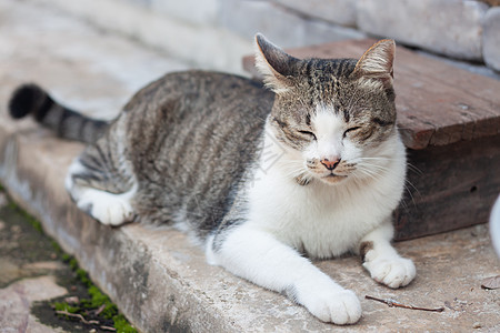 睡在花园家的泰猫乡村建筑木板猫科寺庙宠物动物木头爪子猫咪图片