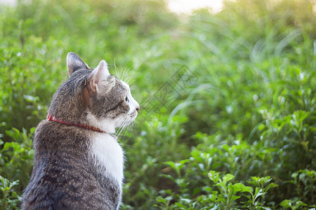 泰国猫在花园家寒冷猫科季节木板爪子废墟土壤动物寺庙毛皮木头图片