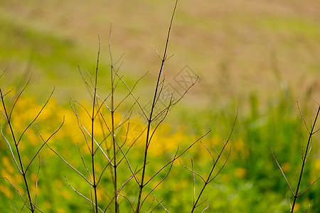 奶油酱田前植物的干树枝环境风光枝条棕色摄影毛茛田园叶子季节场地背景图片