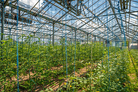 种植没有有机质量化学成分的健康蔬菜的农用温室和家用温室栽培农业生长草本植物植物种植园叶子园艺食物场地图片