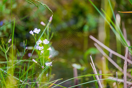 美丽的开花的野生植物可能开花图片