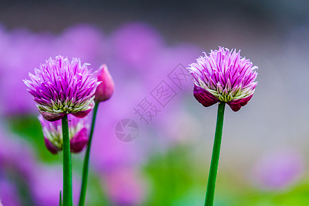 紧贴两朵紫花地球背景香葱花园洋葱植物群蝴蝶植物紫色草本植物图片