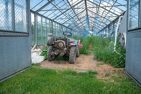 种植没有有机质量化学成分的健康蔬菜的农用温室和家用温室收成农场技术园艺生产场地幼苗光合作用生长草本植物图片