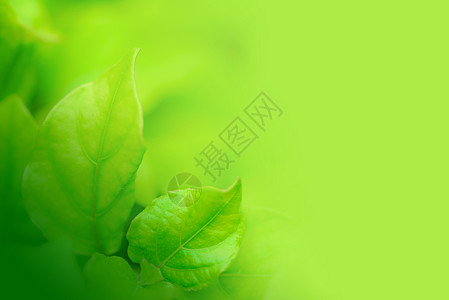 花园里绿叶的特写镜头 绿化背景生活环境叶子墙纸生长植物活力季节绿色植物学图片