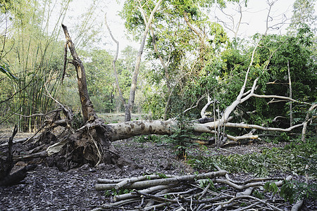 在森林中堕落的树林里 一棵倒下而死之树在中间城市飓风生活植物树干灾难森林叶子环境木头图片