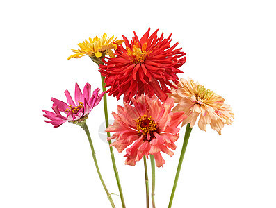黄 粉 红的花束 银河开阔的红芽 被隔绝在叶子植物群植物圆圈雏菊绿色花瓣粉色红色季节图片