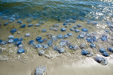 黑海沿岸许多水母生死在黑海沿岸根瘤生活野生动物海岸海蜇动物白色危险海滩蓝色图片