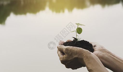 手拿着一株绿色的小植物  nat 上的绿色新鲜植物土壤环境树叶生活花园农业幼苗宏观白色园艺图片