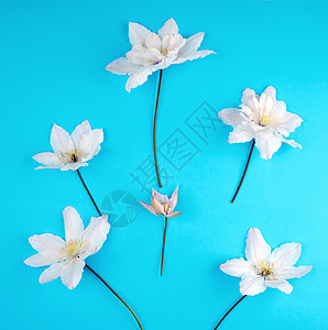 蓝色背景的白花和蓝色薄膜树叶花园框架植物叶子粉色花瓣植物群植物学婚礼白色图片