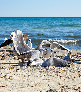 夏天阳光明媚的日子里海滩上的海鸥海岸野生动物支撑自由旅游地平线荒野假期太阳斗争图片