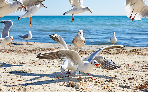乌克兰La村夏季阳光明媚的日子里海滩上的海鸥图片