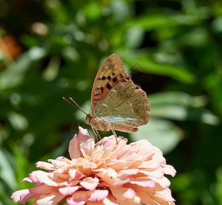 蝴蝶坐在Zinnia花的粉红芽上图片
