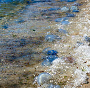 黑海沿岸的死水母和活水母海浪生活动物群野生动物环境海岸旅行支撑痛苦海岸线图片