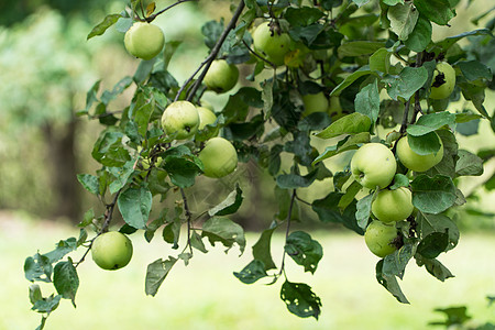 树枝上的成熟苹果叶子季节果园水果花园枝条团体园艺绿色植物图片